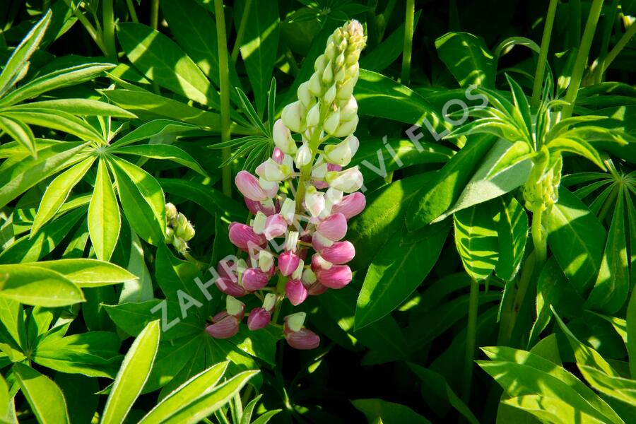 Lupina 'Lupini Pink Shades' - Lupinus polyphyllus 'Lupini Pink Shades'