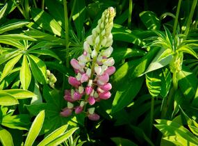 Lupina 'Lupini Pink Shades' - Lupinus polyphyllus 'Lupini Pink Shades'