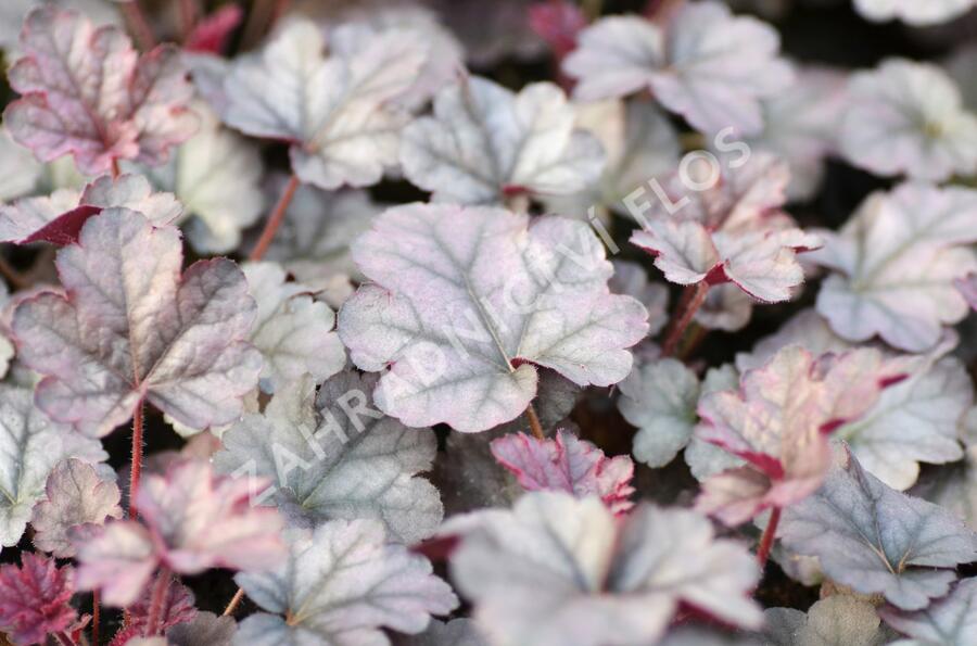 Dlužicha 'Cinnabar Silver' - Heuchera hybrida 'Cinnabar Silver'