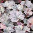 Dlužicha 'Cinnabar Silver' - Heuchera hybrida 'Cinnabar Silver'