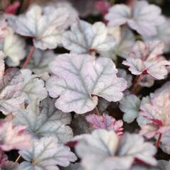 Dlužicha 'Cinnabar Silver' - Heuchera hybrida 'Cinnabar Silver'