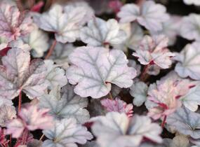 Dlužicha 'Cinnabar Silver' - Heuchera hybrida 'Cinnabar Silver'