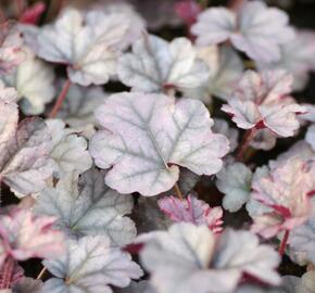 Dlužicha 'Cinnabar Silver' - Heuchera hybrida 'Cinnabar Silver'