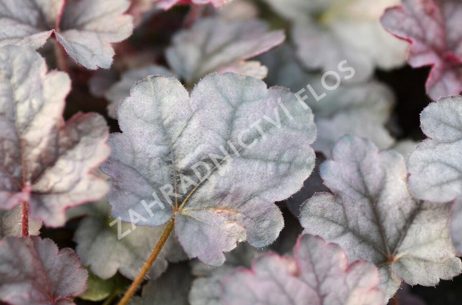 Dlužicha 'Cinnabar Silver' - Heuchera hybrida 'Cinnabar Silver'