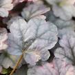 Dlužicha 'Cinnabar Silver' - Heuchera hybrida 'Cinnabar Silver'