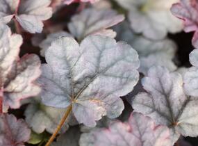 Dlužicha 'Cinnabar Silver' - Heuchera hybrida 'Cinnabar Silver'