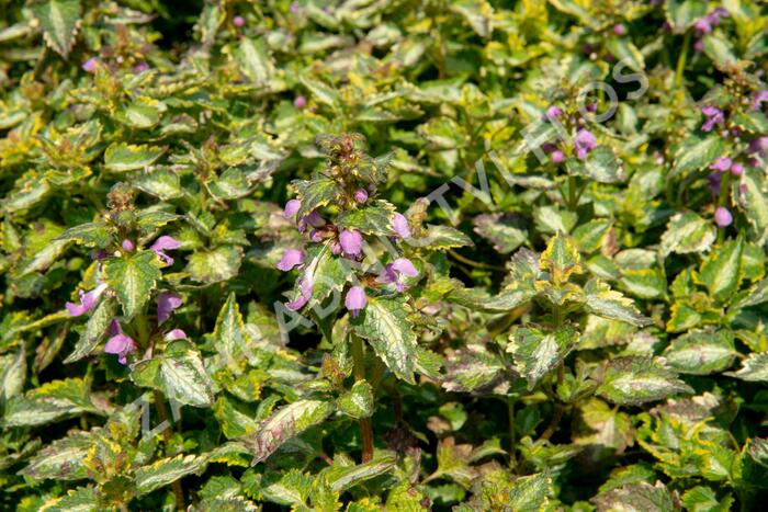 Hluchavka skvrnitá 'Gold Crown' - Lamium maculatum 'Gold Crown'