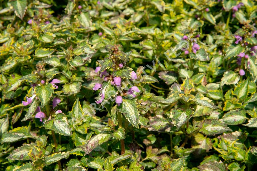 Hluchavka skvrnitá 'Gold Crown' - Lamium maculatum 'Gold Crown'