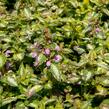 Hluchavka skvrnitá 'Gold Crown' - Lamium maculatum 'Gold Crown'