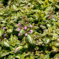 Hluchavka skvrnitá 'Gold Crown' - Lamium maculatum 'Gold Crown'