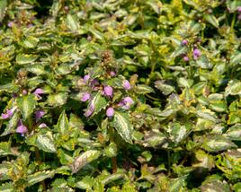 Hluchavka skvrnitá 'Gold Crown'