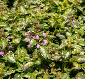 Hluchavka skvrnitá 'Gold Crown' - Lamium maculatum 'Gold Crown'