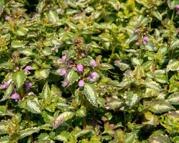 Hluchavka skvrnitá 'Gold Crown'