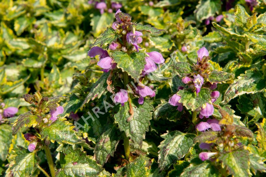 Hluchavka skvrnitá 'Gold Crown' - Lamium maculatum 'Gold Crown'