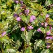 Hluchavka skvrnitá 'Gold Crown' - Lamium maculatum 'Gold Crown'