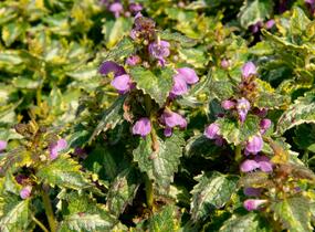 Hluchavka skvrnitá 'Gold Crown' - Lamium maculatum 'Gold Crown'