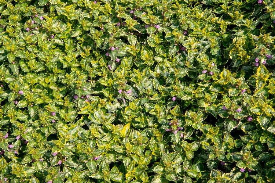 Hluchavka skvrnitá 'Gold Crown' - Lamium maculatum 'Gold Crown'
