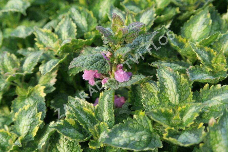 Hluchavka skvrnitá 'Gold Crown' - Lamium maculatum 'Gold Crown'