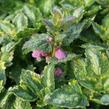 Hluchavka skvrnitá 'Gold Crown' - Lamium maculatum 'Gold Crown'