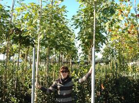 Dub červený - Quercus rubra