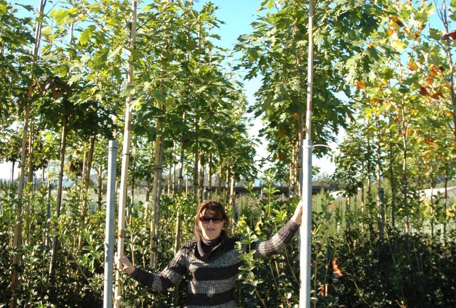 Dub červený - Quercus rubra