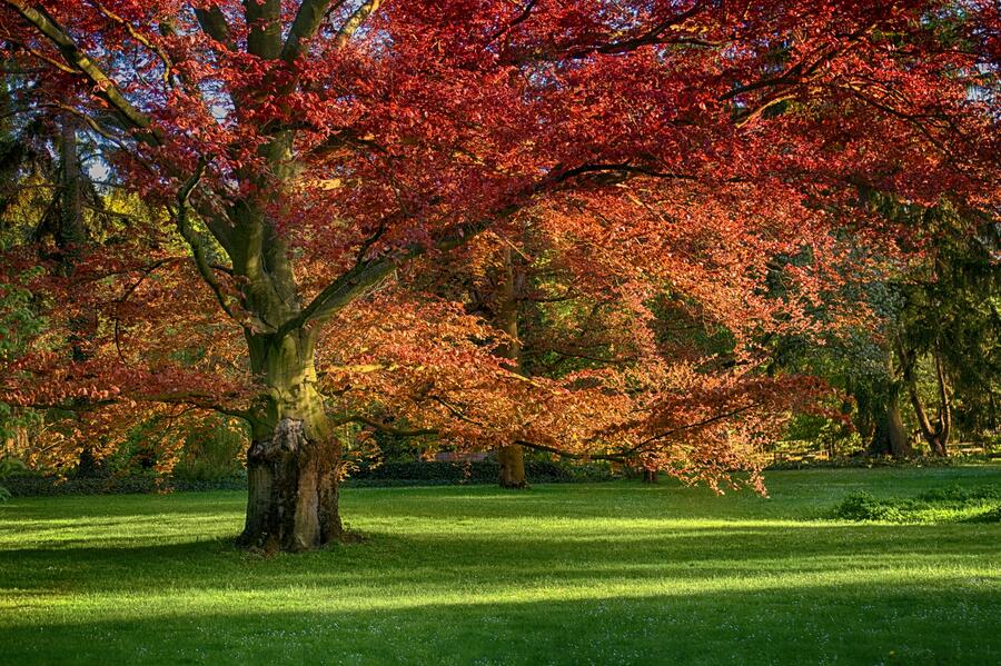 Dub červený - Quercus rubra