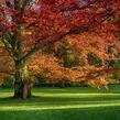 Dub červený - Quercus rubra