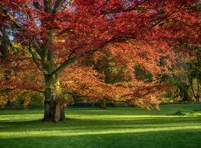 Dub červený - Quercus rubra