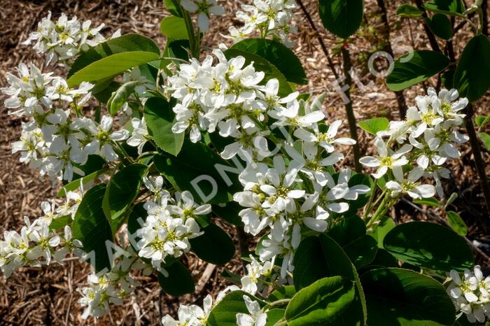 Muchovník klasnatý - Amelanchier spicata
