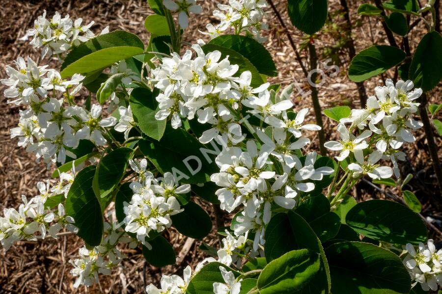 Muchovník klasnatý - Amelanchier spicata