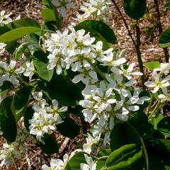 Muchovník klasnatý - Amelanchier spicata