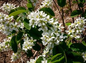 Muchovník klasnatý - Amelanchier spicata