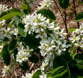 Muchovník klasnatý - Amelanchier spicata