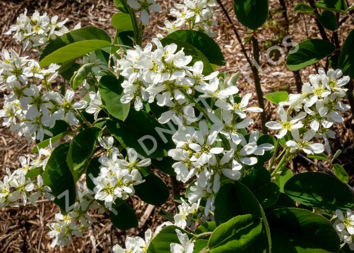 Muchovník klasnatý - Amelanchier spicata