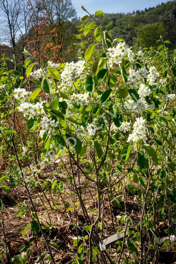 Muchovník klasnatý - Amelanchier spicata