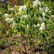 Muchovník klasnatý - Amelanchier spicata
