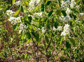 Muchovník klasnatý - Amelanchier spicata