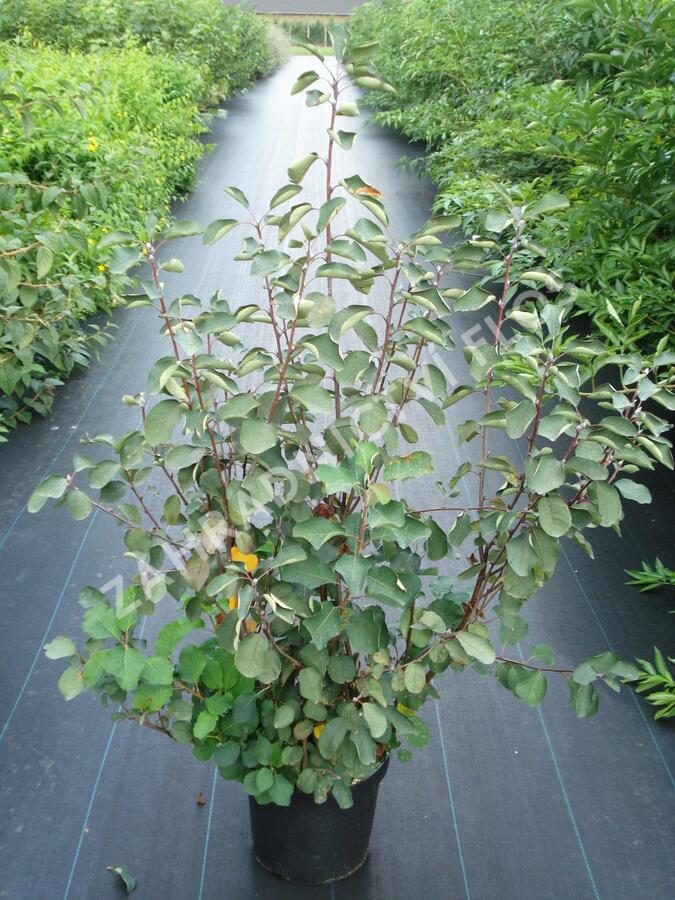 Muchovník klasnatý - Amelanchier spicata