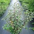 Muchovník klasnatý - Amelanchier spicata