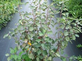 Muchovník klasnatý - Amelanchier spicata