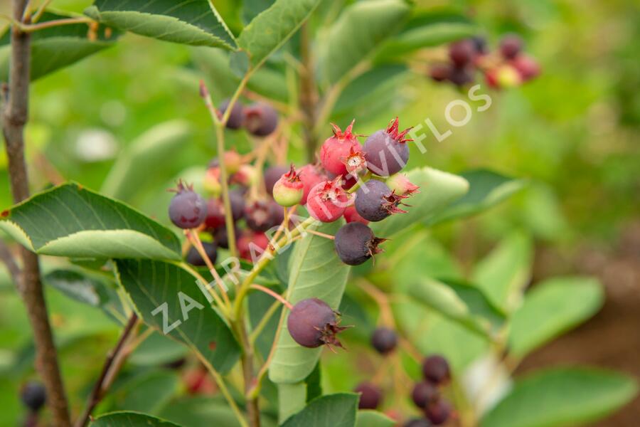 Muchovník klasnatý - Amelanchier spicata