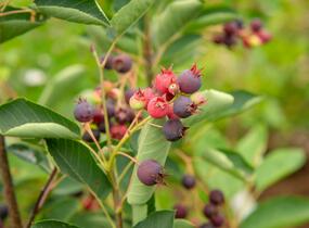 Muchovník klasnatý - Amelanchier spicata