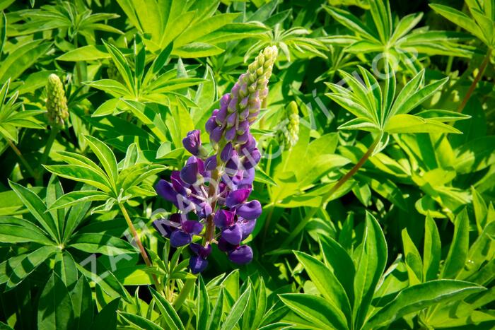 Lupina 'Lupini Blue Shades' - Lupinus polyphyllus 'Lupini Blue Shades'