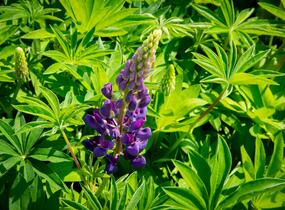 Lupina 'Lupini Blue Shades' - Lupinus polyphyllus 'Lupini Blue Shades'