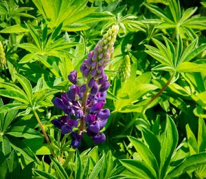 Lupina 'Lupini Blue Shades' - Lupinus polyphyllus 'Lupini Blue Shades'