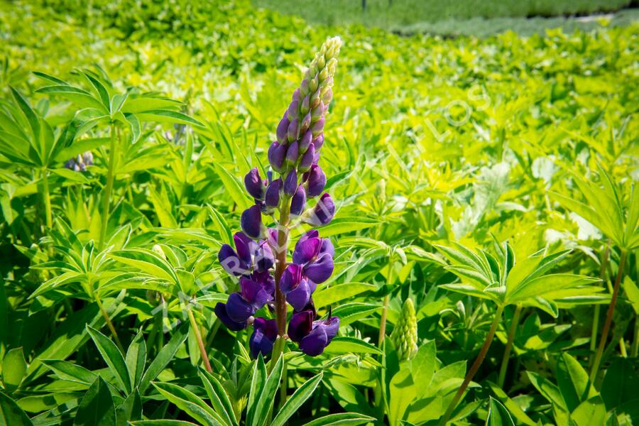Lupina 'Lupini Blue Shades' - Lupinus polyphyllus 'Lupini Blue Shades'