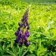 Lupina 'Lupini Blue Shades' - Lupinus polyphyllus 'Lupini Blue Shades'