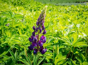 Lupina 'Lupini Blue Shades' - Lupinus polyphyllus 'Lupini Blue Shades'