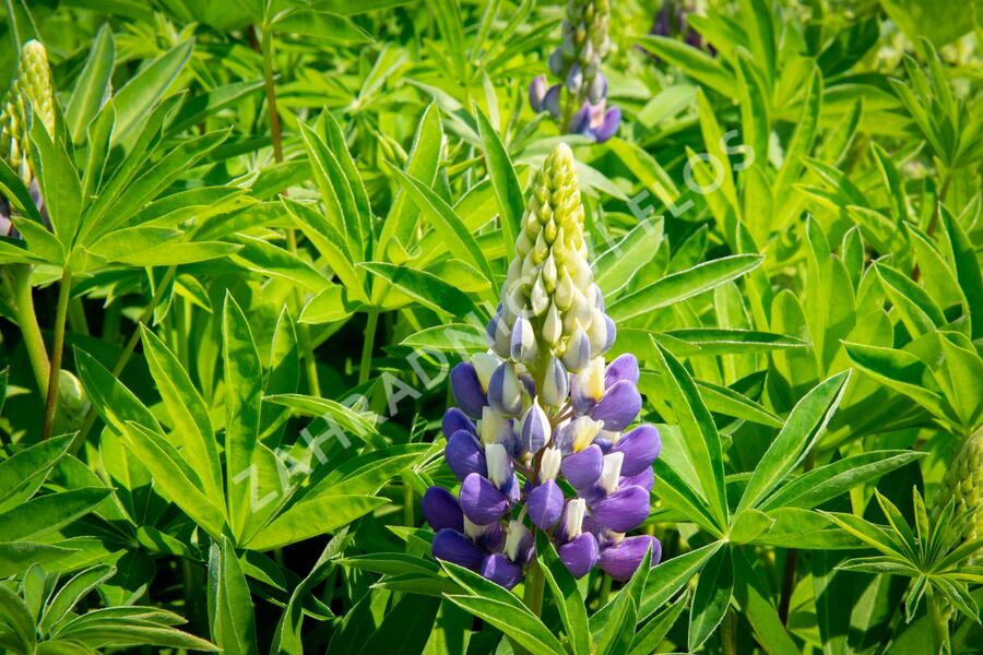 Lupina 'Lupini Blue Shades' - Lupinus polyphyllus 'Lupini Blue Shades'