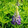 Lupina 'Lupini Blue Shades' - Lupinus polyphyllus 'Lupini Blue Shades'